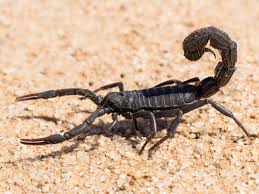 Black Hairy Scorpion