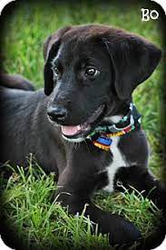 Find lab mix in dogs & puppies for rehoming | find dogs and puppies locally for sale or adoption in ontario : Glastonbury Ct Great Dane Meet Great Dane Lab Mix Puppies A Pet For Adoption