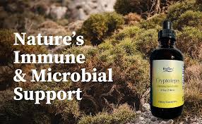 Image result for Cryptolepis apiculata