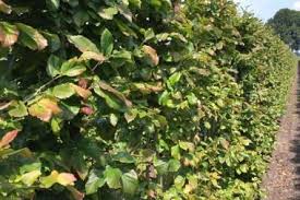Pin Auf Plantes A Feuillage Caduc