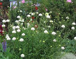 Scabiosa Atropurpurea Snowmaiden Flowers Perennials Full Sun Perennials Perennial Flowers List