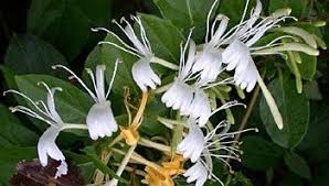 Aynı zamanda bordür bitkisi olarak da tercih edilebilirler. Yaz Kis Yil Boyunca Acan Bahce Cicekleri Bahce Dekorasyon