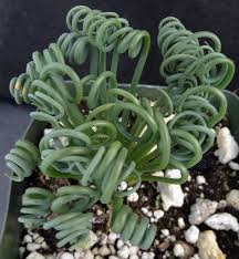 Image result for Albuca kirkii