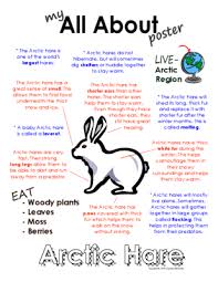 This arctic hare (lepus arcticus) is eating purple saxifrage (saxifraga oppositifolia). My All About Arctic Hare Book Arctic Polar Animals Arctic Hare Arctic Animals Lesson Plans Polar Animals