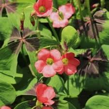 Image result for Oxalis tetraphylla