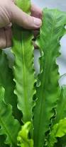 Image result for Asplenium cancellatum