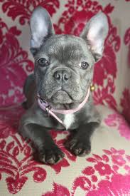 Every year there is a considerable increase in pet ownership in the country. French Bulldog Puppies Price Guide At Puppies Api Ufc Com