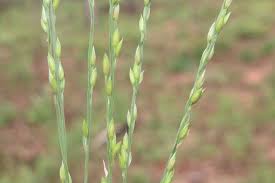 Image result for Alloteropsis