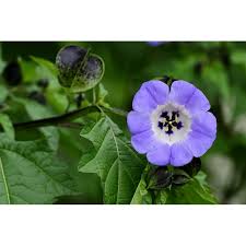 Image result for Nicandra physalodes