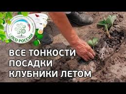 посадка цветов на рассаду в марте по лунному календарю Posadka Klubniki Cherez Rassadu Letom Osenyu Vse Sekrety V Odnom Video Youtube Posadka Klubniki Klubnika Posadka