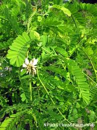 Image result for Abrus fruticulosus