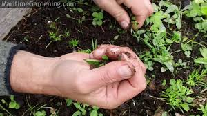 Maybe you would like to learn more about one of these? Horse Manure Managing The Weeds Youtube