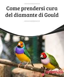 Come Prendersi Cura Del Diamante Di Gould My Animals Uccello Esotico Uccelli Da Compagnia Diamante