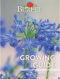 Check spelling or type a new query. Learn About Agapanthus Burpee