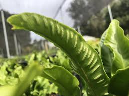 Image result for Asplenium staudtii