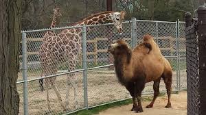 A camel hump contains fat to use as food storage during long desert treks. Sheela Henry Vilas Zoo Camel With Floppy Hump Dies