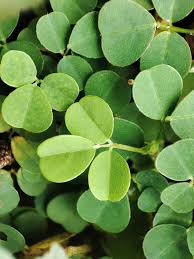 Image result for Desmodium