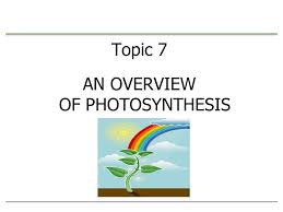 Cacti can be used to make. Topic 7 An Overview Of Photosynthesis Plant Power Plants Use Water And Atmospheric Carbon Dioxide To Produce A Simple Sugar And Liberate Oxygen Earth S Ppt Download