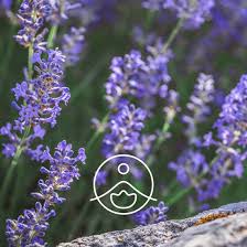Lavender Vera Organic Essential Oil