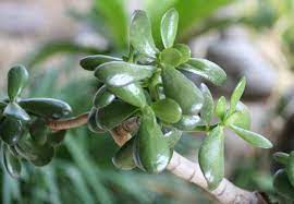 Jade plants are famous for their smooth, glossy, rounded, jade colored leaves that look almost like the actual (5) staehling a. Gardening 101 Jade Plant Gardenista