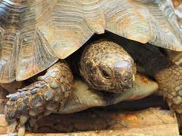 Schildkröten, landschildkröten kaufen, verkaufen & abzugeben über kostenlose kleinanzeigen bei markt.de. Vohringen Schildkrote Aus Garten Entlaufen Sulz Umgebung Schwarzwalder Bote