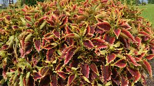 Image result for Coleus sylvestris