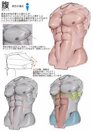 Muscles, connected to bones or internal organs and blood vessels, are in charge for movement. Character Anatomy Torso