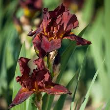 Maybe you would like to learn more about one of these? Iris