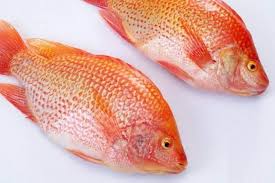 Banyaknya jenis ikan nila unggul membuat para pembudidaya ikan lebiih leluasa dalam memilih dan menetapkan jenis unggul yang cocok dengan ekosistem setempat, pemanfaatan hasil, dan proses pemasaran. Jenis Jenis Ikan Nila Yang Paling Berkualitas Untuk Dibudidayakan Pertanianku