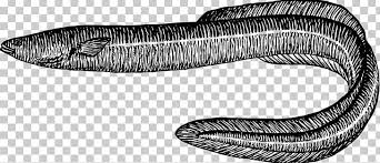 Maybe you would like to learn more about one of these? Electric Eel Fish Drawing Png Clipart Angle Animal Animals Black And White Conger Eel Free Png