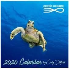 Pin On Turtle