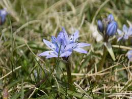 We did not find results for: Free Wildflower Guided Walk Mull Of Galloway Blog Mull Of Galloway The Rspb Community