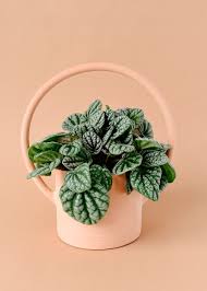 Peperomia (radiator plant) is one of the two large genera of the family piperaceae. Peperomia Caperata Burbella With Round Succulent Leaves