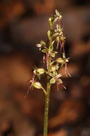 Image result for Nesaea cordata