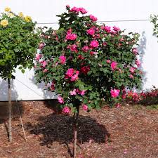 Rose trees are a treat to have in any one's garden. Pink Knock Out Rose Trees For Sale Brighterblooms Com