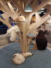 Mocha Cat Cafe Harajuku Alice In Wonderland Theme Cat Tree Pet Cafe Cat Cafe Japan Cat Lounge