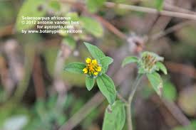 Image result for Sclerocarpus africanus