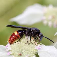 They are solitary wasps that do not have a nest or colony. Beautiful Biocontrol The Scoliid Wasp Scott Arboretum