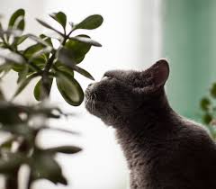 We did not find results for: Prevention And Management Of Plant Poisoning In Cats The Healthy Pet Club