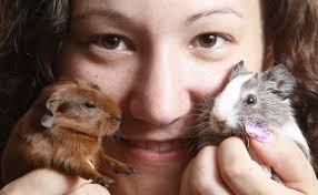 Big day for guinea pigs