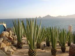 Rent a car at los cabos with mex rent a car. Cactus And Sea Picture Of Cabo San Lucas Los Cabos Tripadvisor