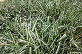 Image result for Chlorophytum galpinii