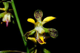 Image result for Eulophia streptopetala