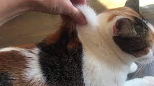 Your veterinary questions answered online in minutes. Do You Have A Dehydrated Cat
