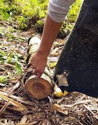 Image result for Oreobambos buchwaldii