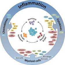 Frontiers Inflammation Driven Breast Tumor Cell Plasticity Stemness Emt Therapy Resistance And Dormancy Oncology