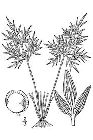 Image result for Cheilanthes schimperi