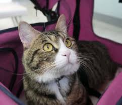 Kedi Genclik Hastaligi Kedi Panleukopenia