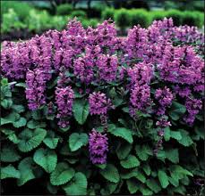 Image result for Stachys