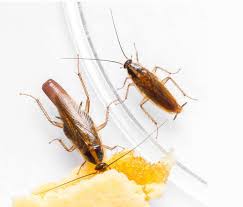 Sie haben direkt nach der verwandlung von der larve zum käfer eine helle, rotbraune farbe und werden mit zunehmendem alter immer dunkler. Ungeziefer Identifizieren Mit Schadlingskartei Lexikon Der Schadlinge